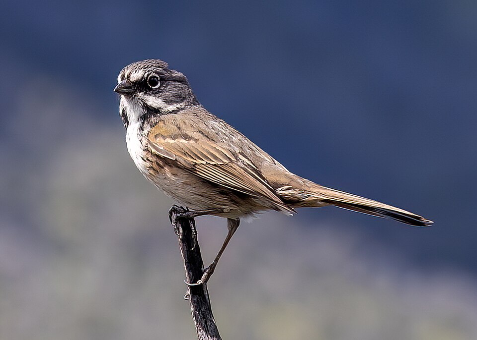 Bell's Sparrow
