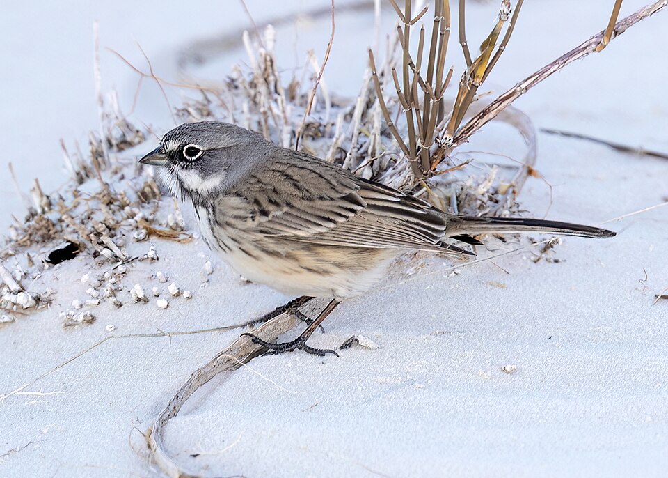 Sagebrush Sparrow