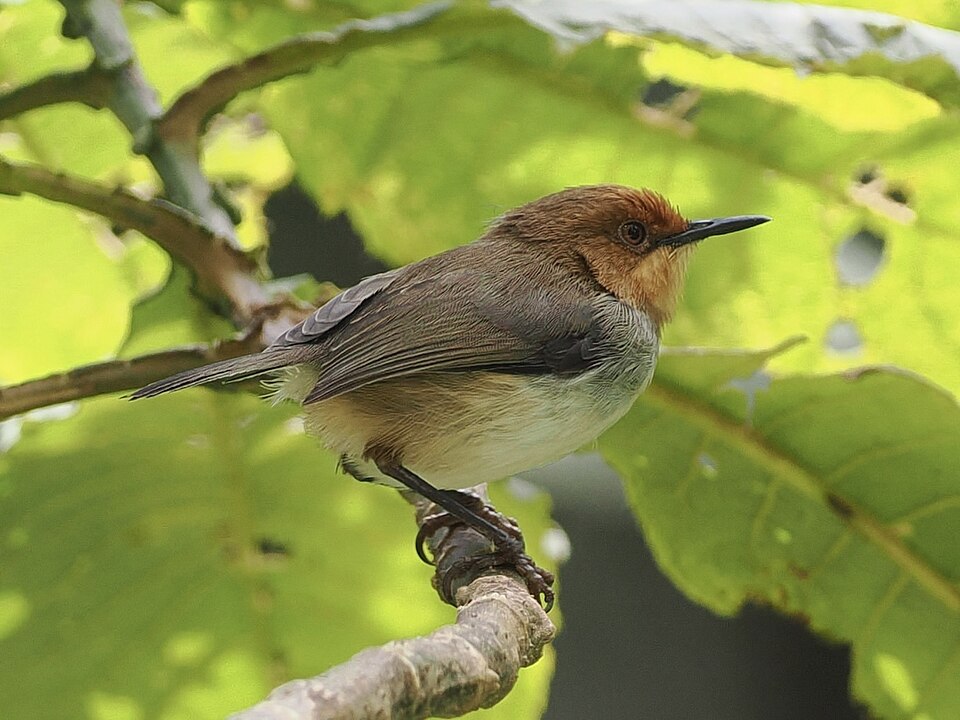 Red-capped Forest Warbler