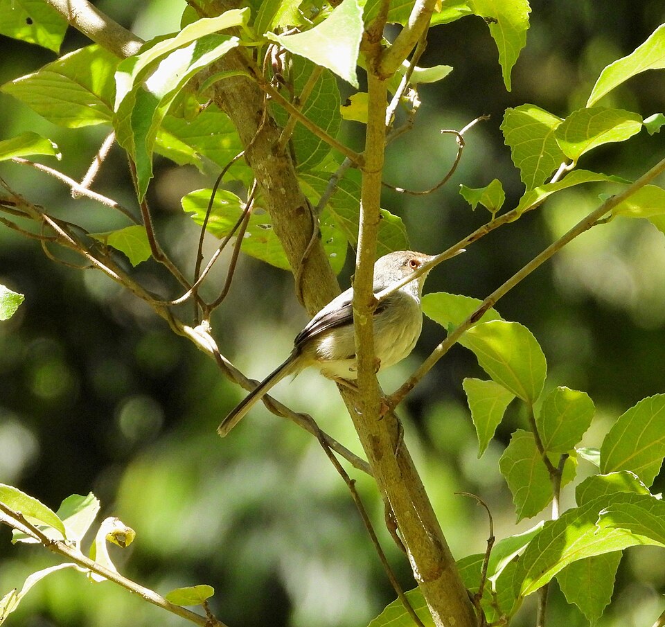 Long-billed Forest Warbler