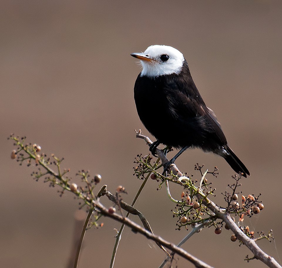 White-headed Marsh Tyrant