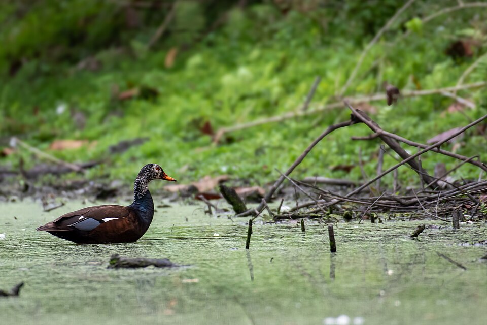 White-winged Duck