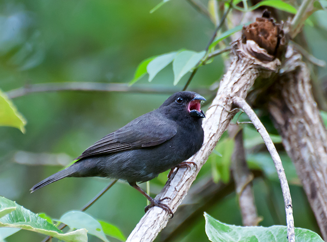 Sooty Grassquit