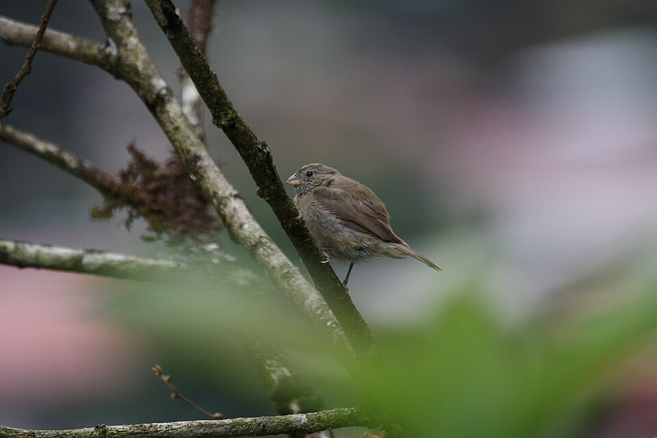 Dull-colored Grassquit