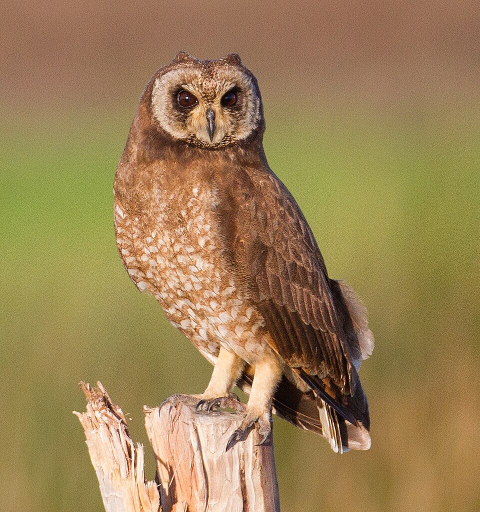 Marsh Owl