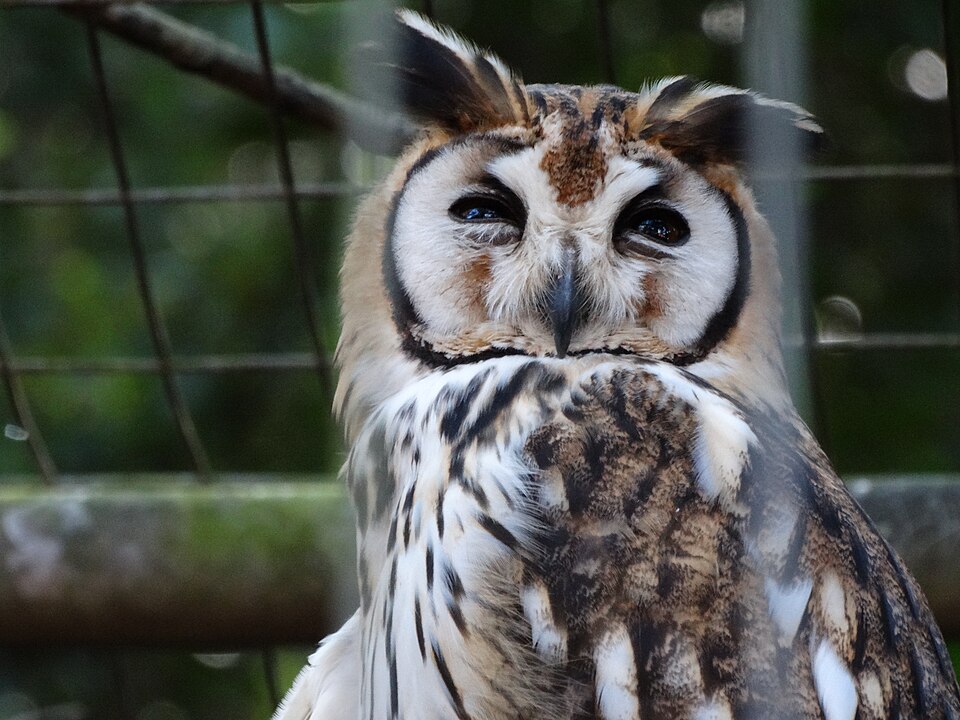 Striped Owl
