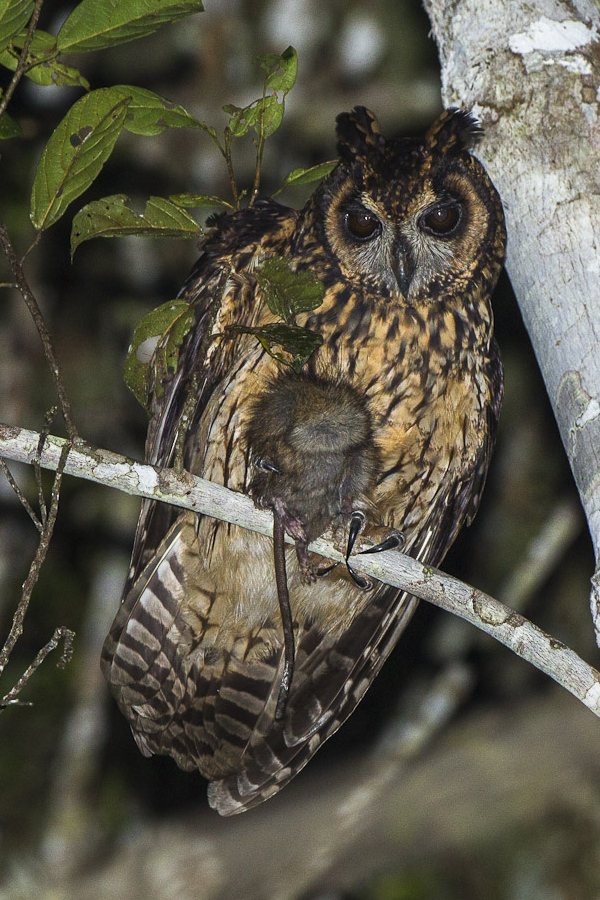 Madagascar Owl