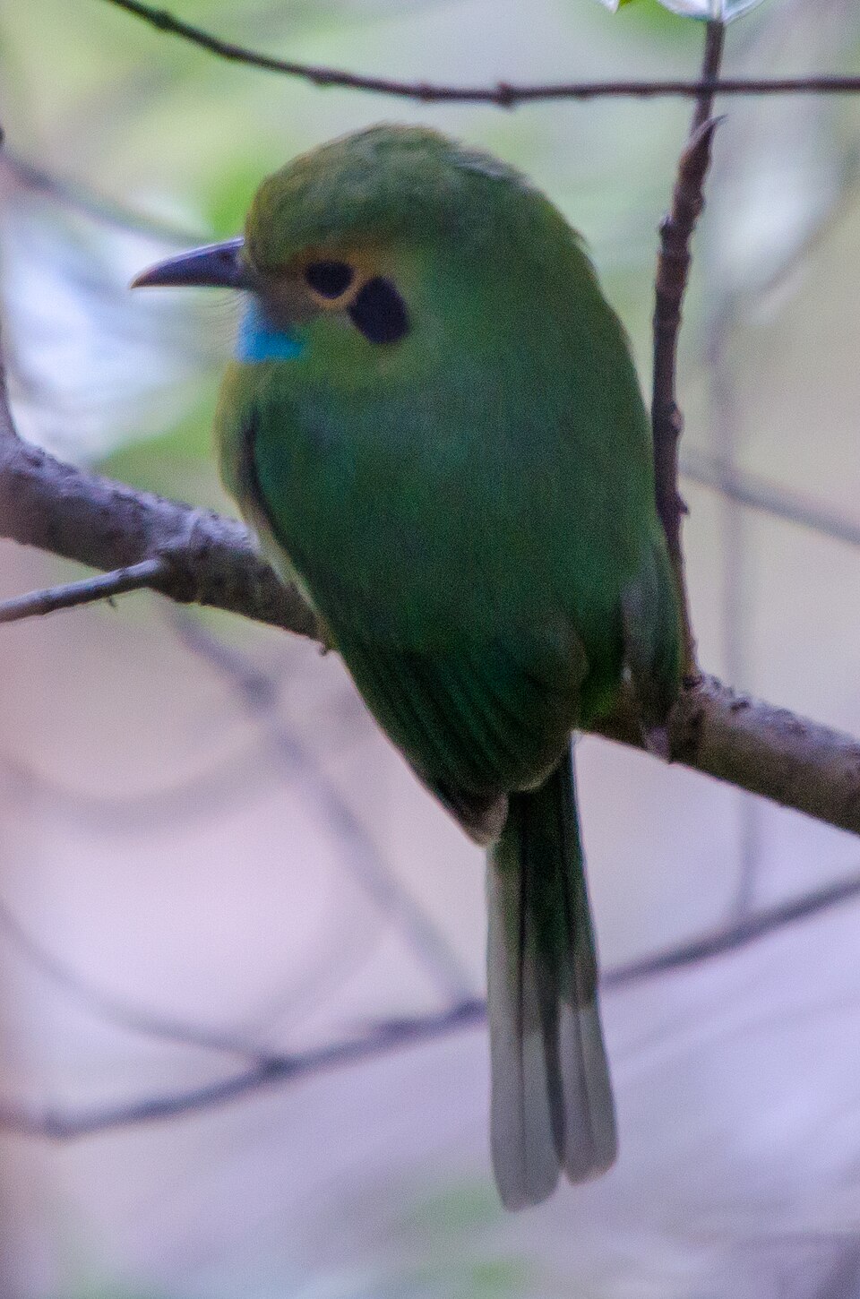 Blue-throated Motmot