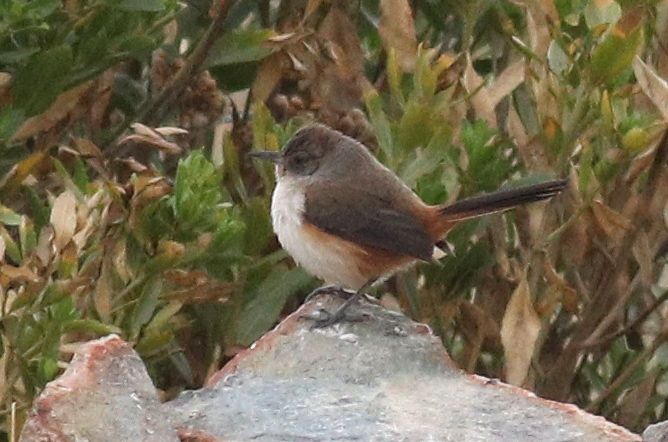 Dark-winged Canastero