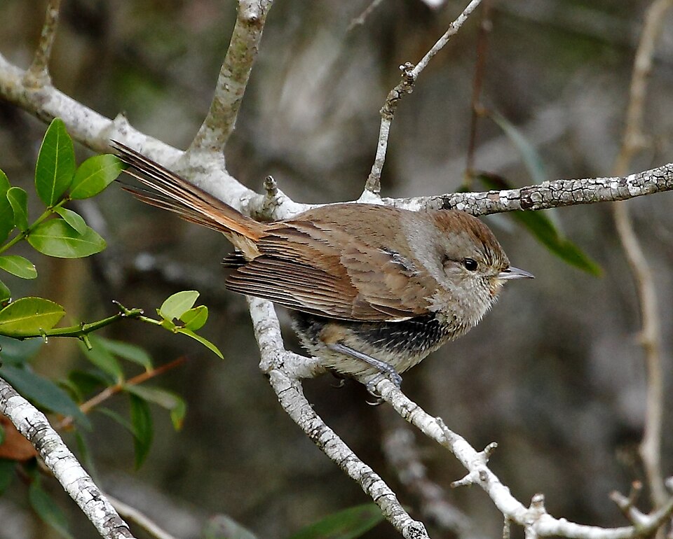 Short-billed Canastero