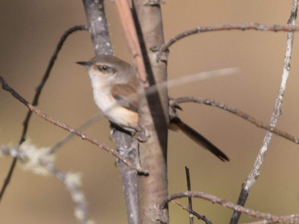 Berlepsch's Canastero