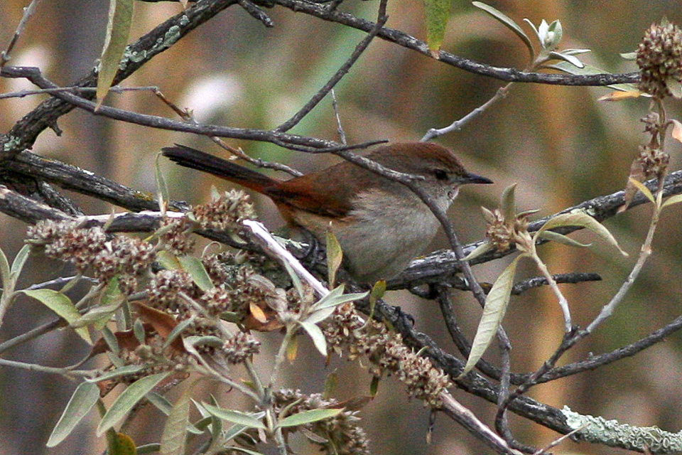 Rusty-vented Canastero