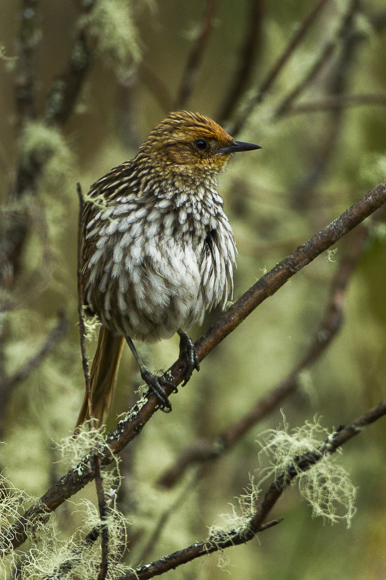 Many-striped Canastero