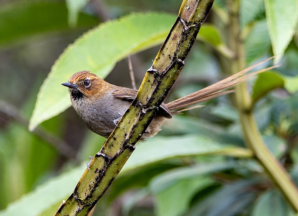Black-throated Thistletail