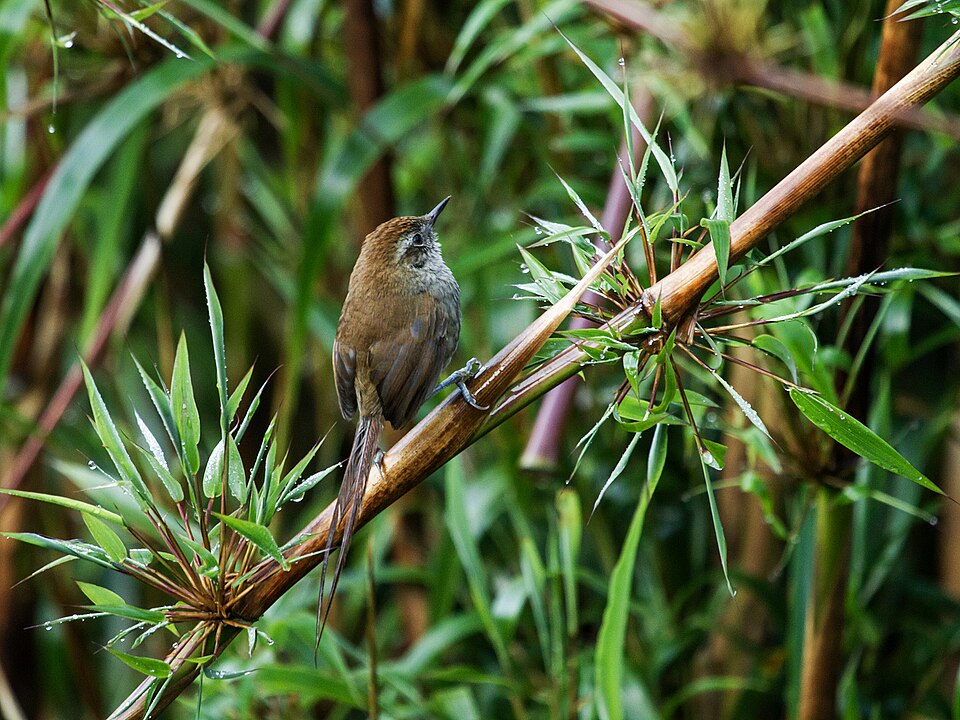 Puna Thistletail