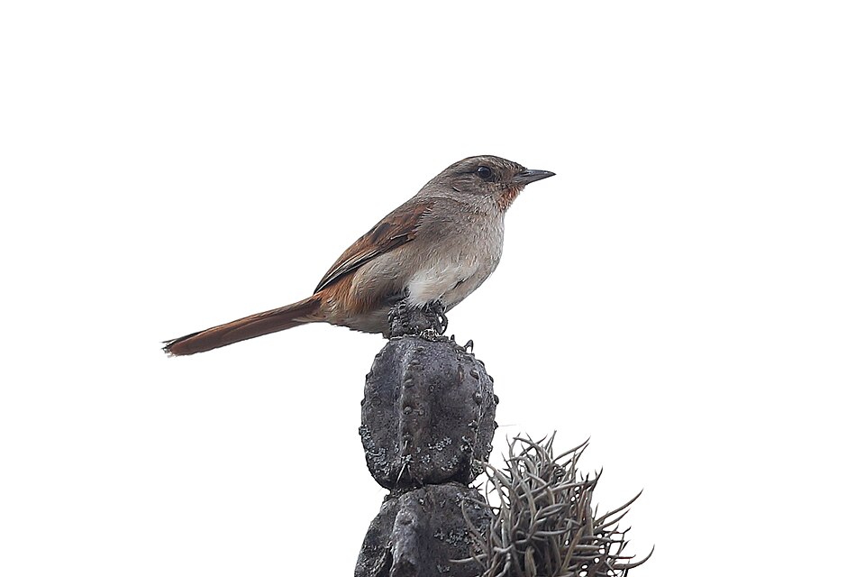 Pale-tailed Canastero