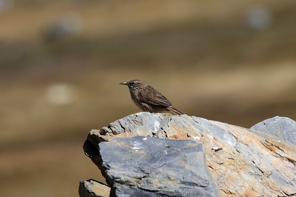 Streak-throated Canastero