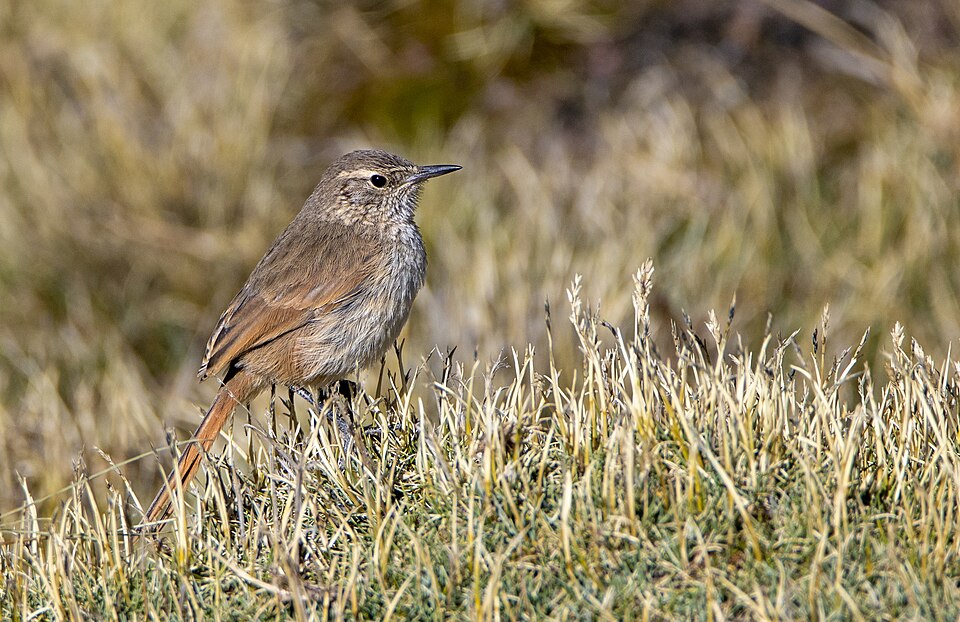Cordilleran Canastero