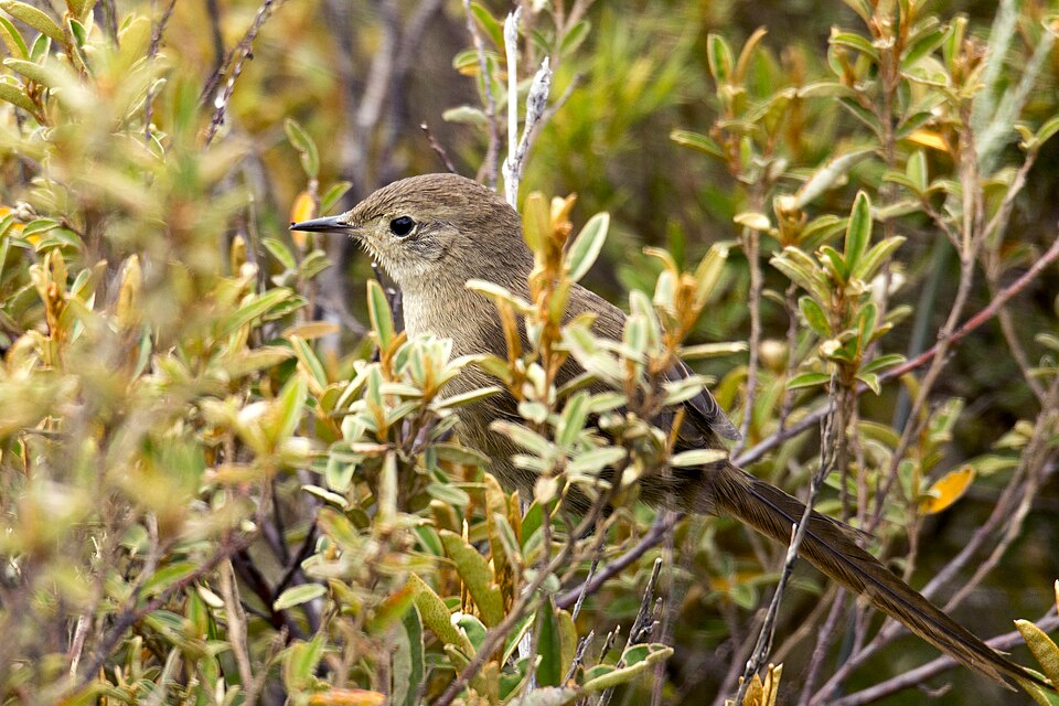 Itatiaia Spinetail
