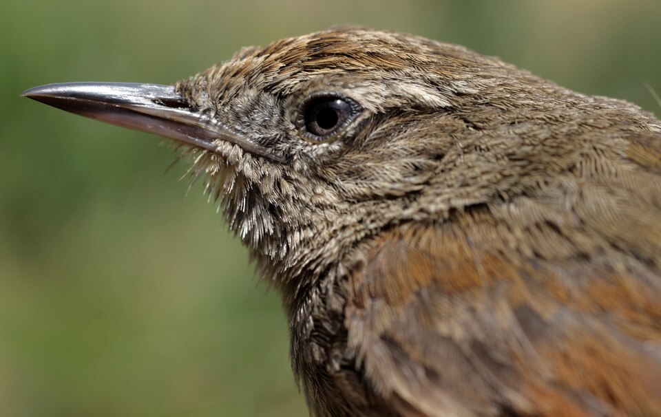 Perija Thistletail