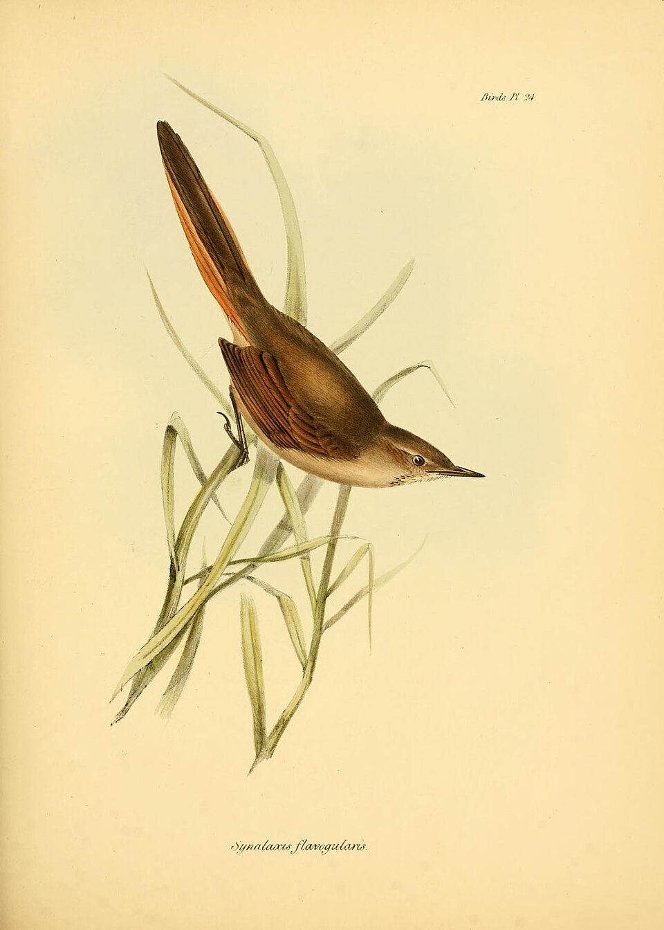 Sharp-billed Canastero