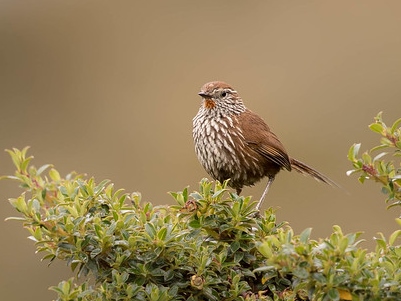 Line-fronted Canastero