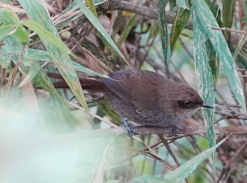 Vilcabamba Thistletail