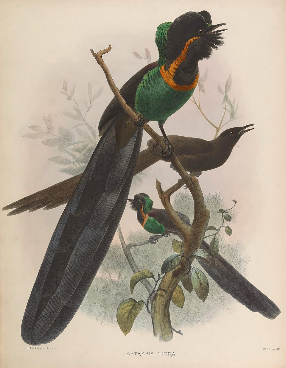 Arfak Astrapia