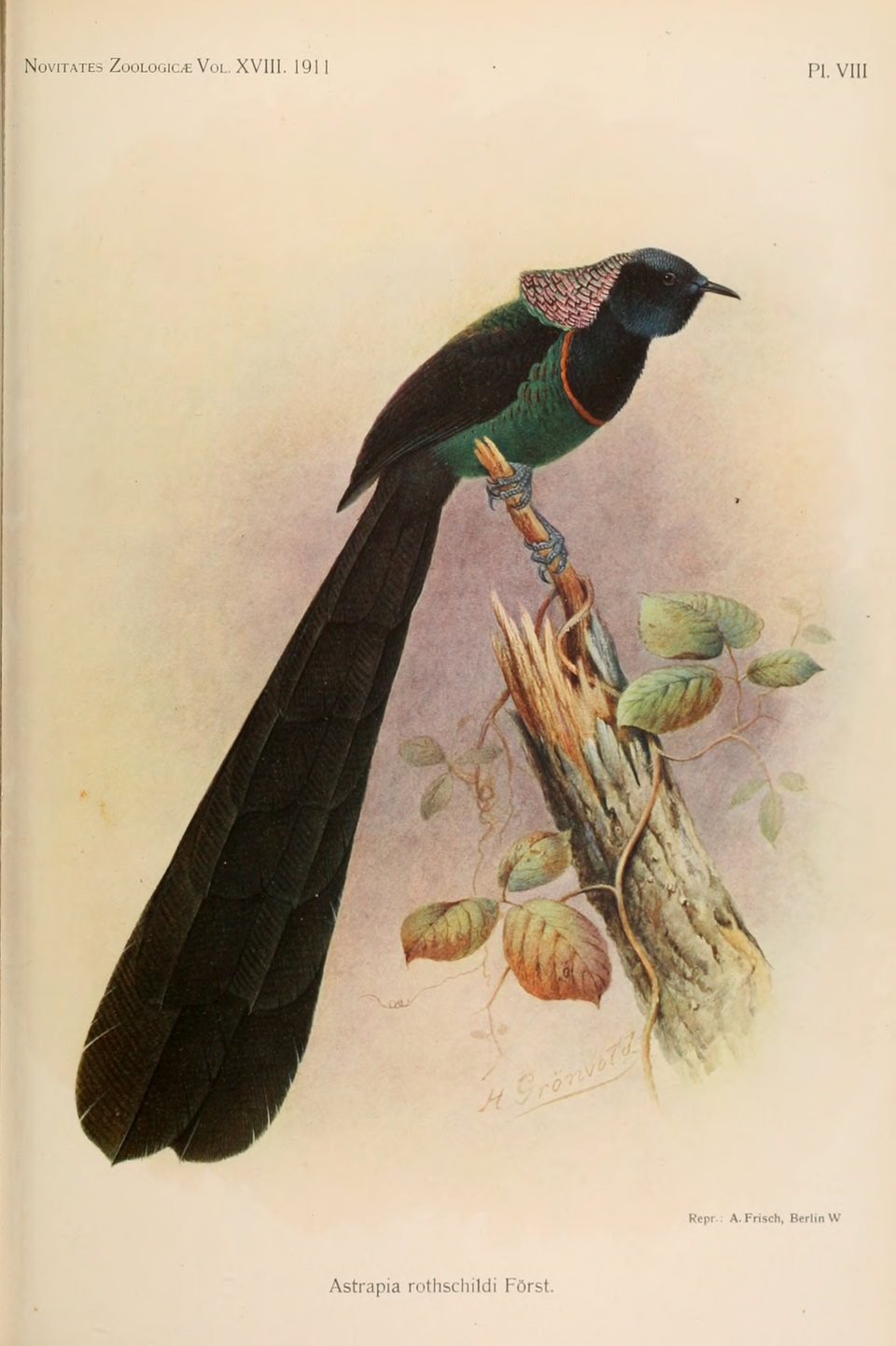 Huon Astrapia