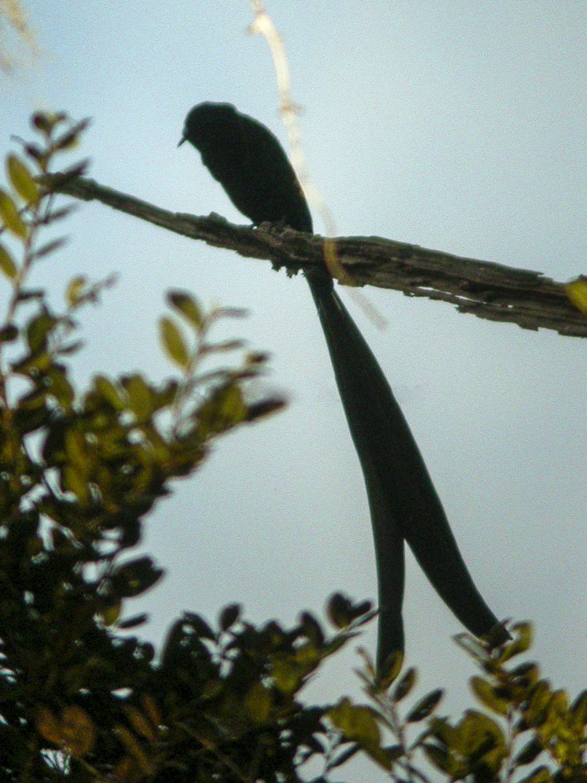 Princess Stephanie's Astrapia