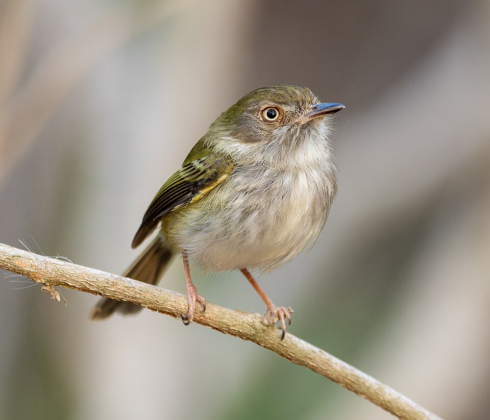 Pale-eyed Pygmy Tyrant