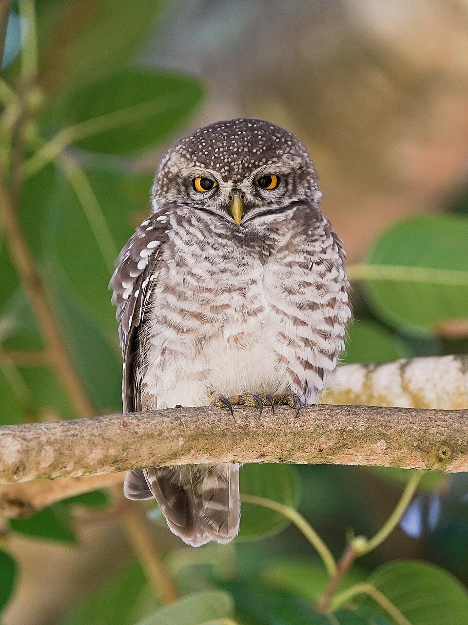 Spotted Owlet