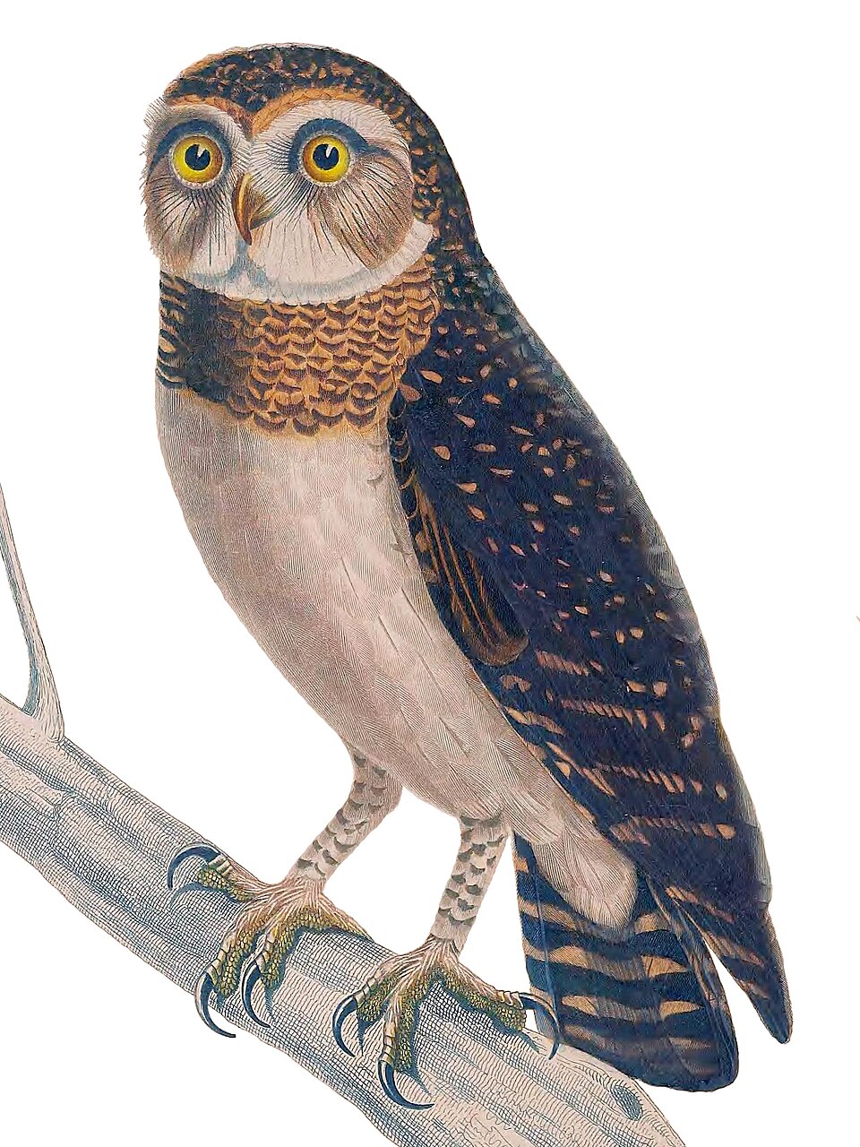 West Solomons Owl