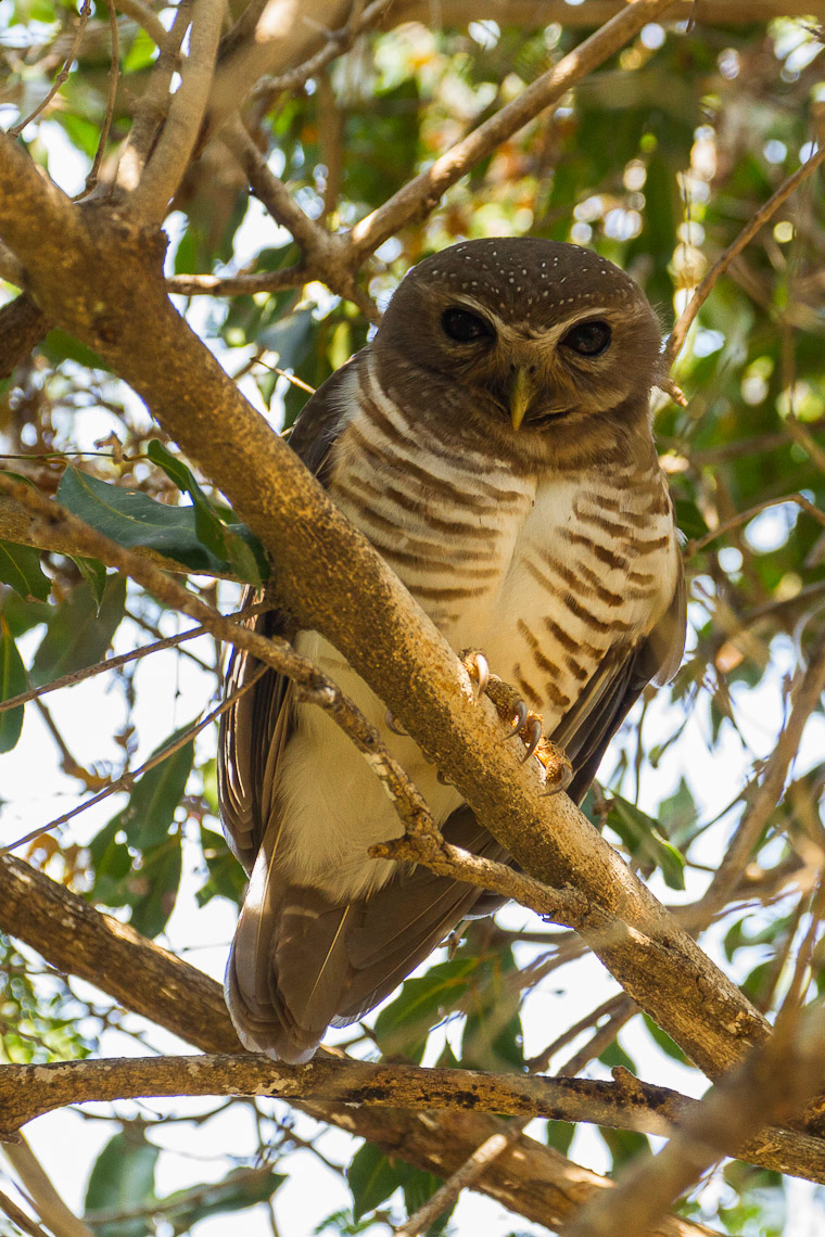 White-browed Owl
