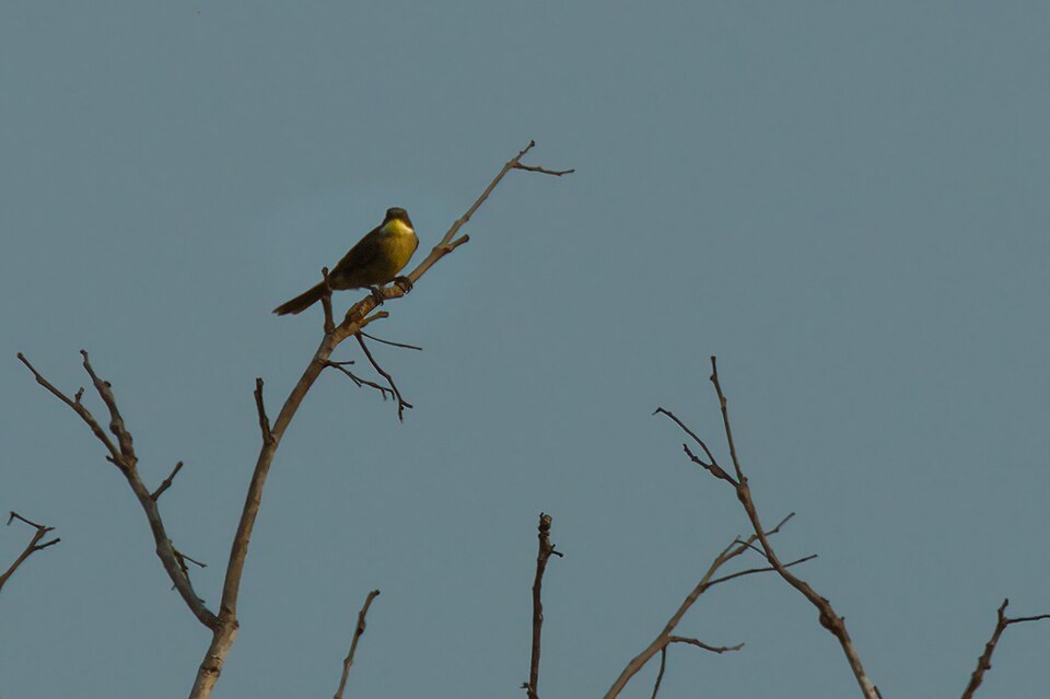 Yellow-throated Leaflove
