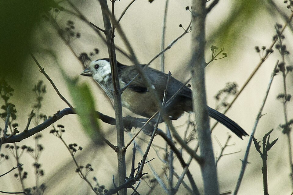 White-headed Brushfinch