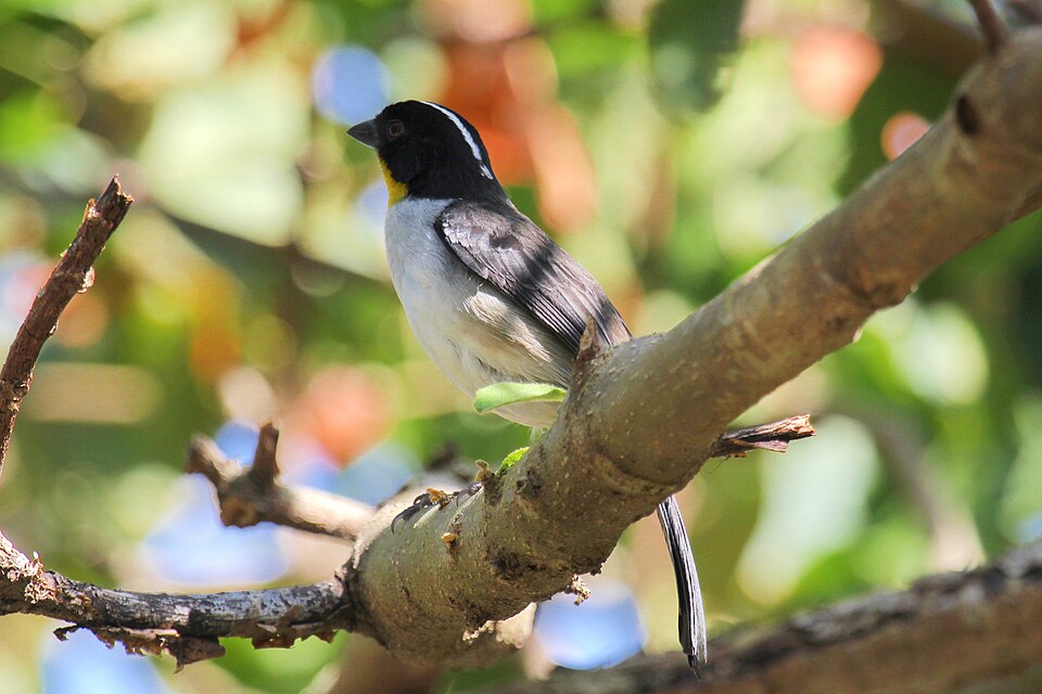 White-naped Brushfinch