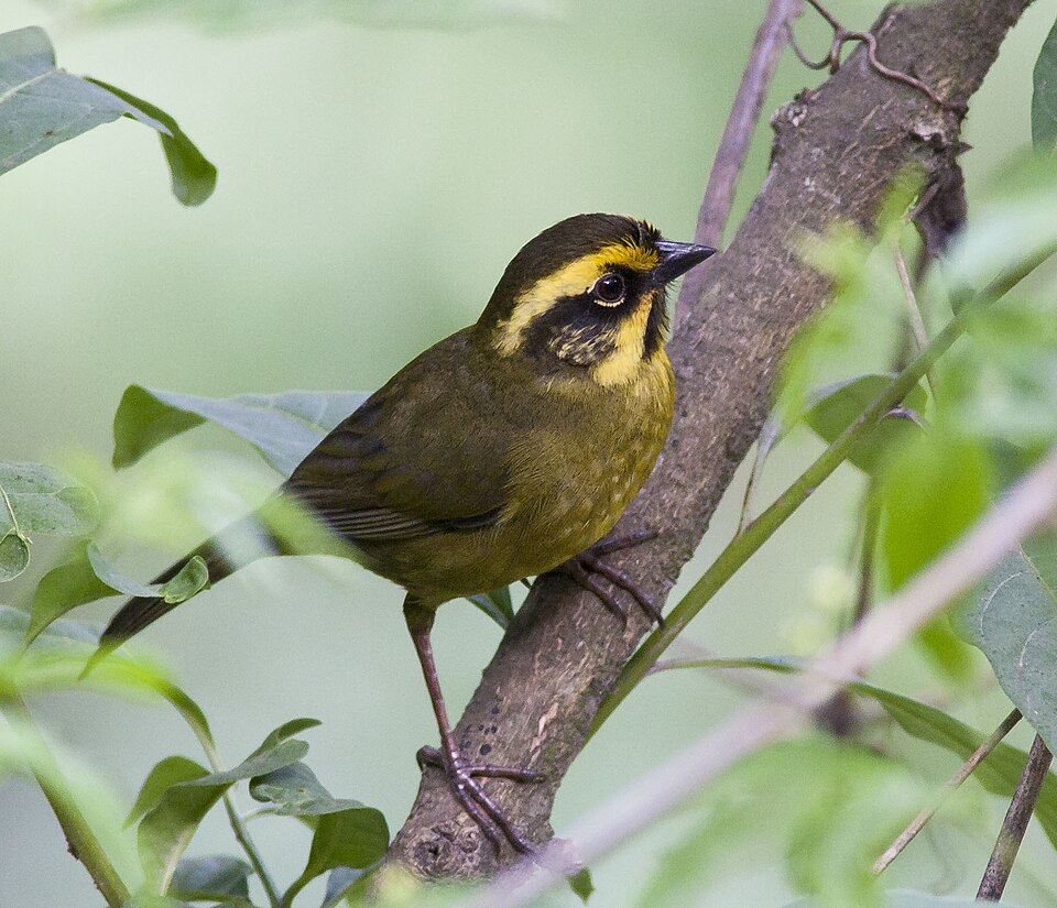 Yellow-striped Brushfinch