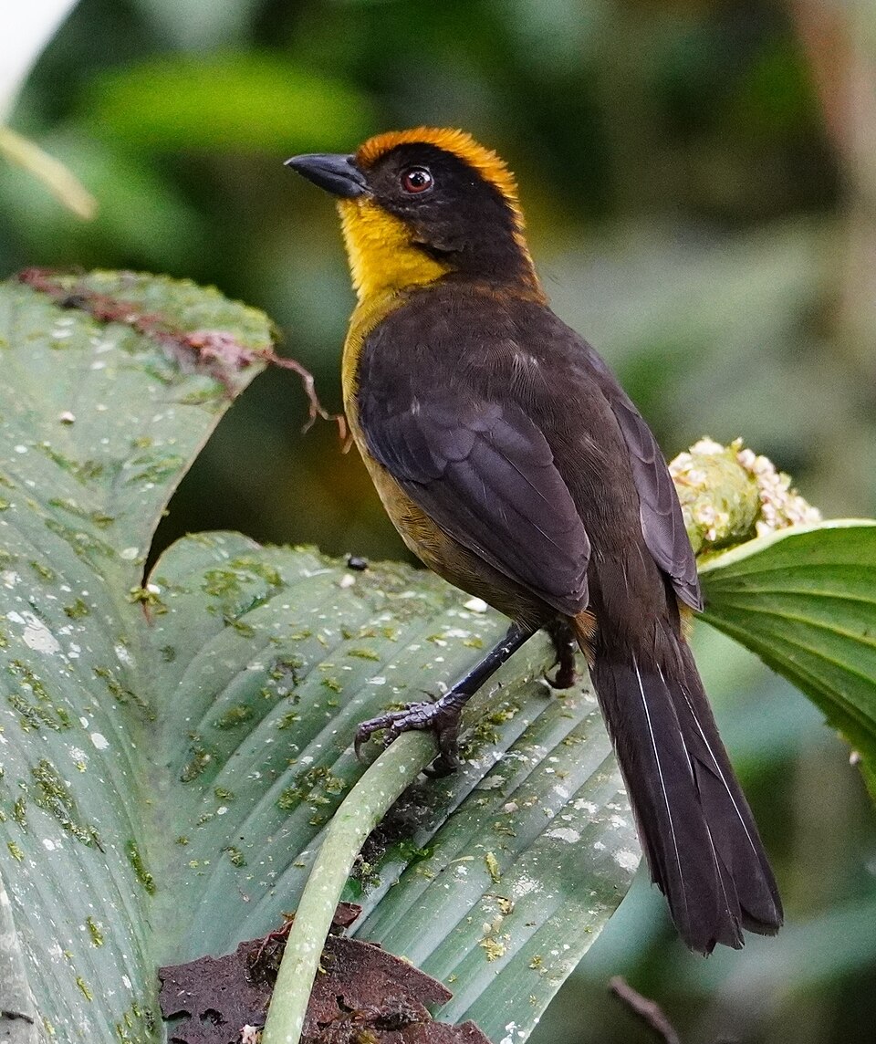 Choco Brushfinch