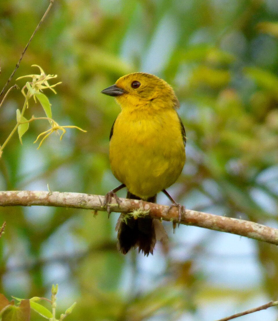 Yellow-headed Brushfinch