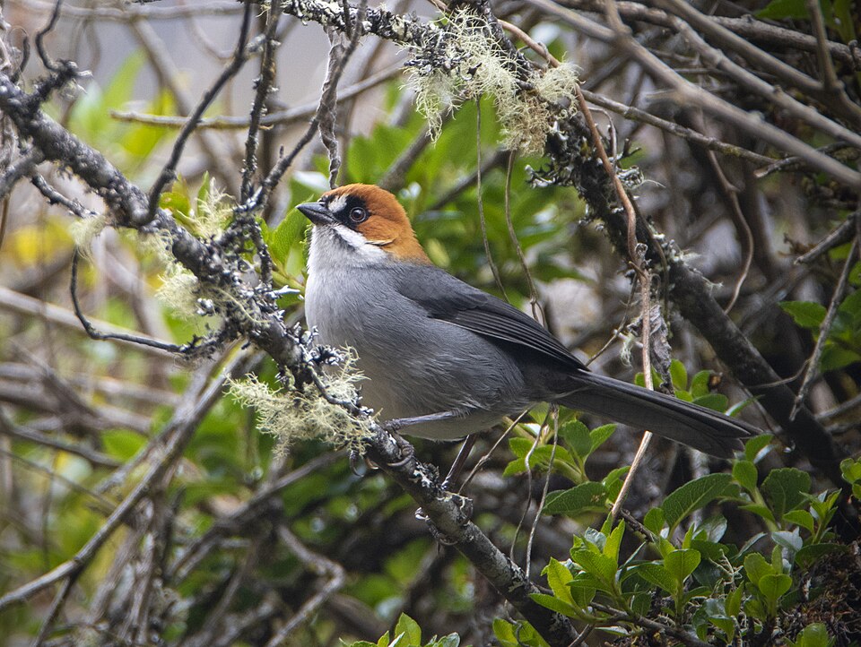 Apurimac Brushfinch