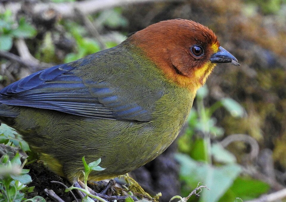 Fulvous-headed Brushfinch