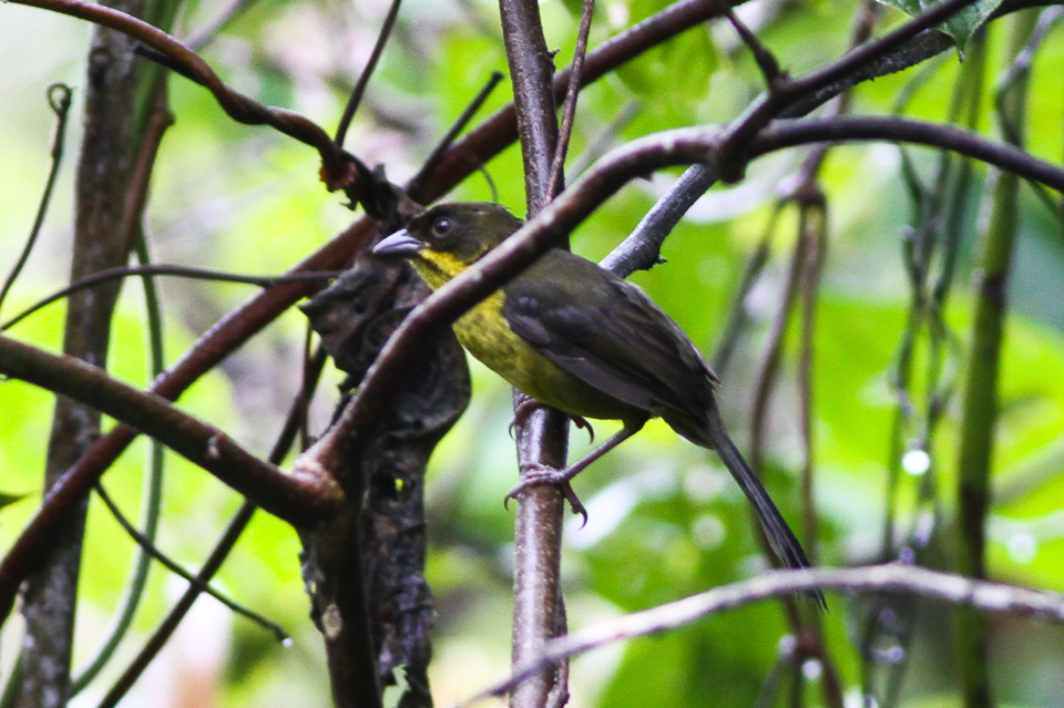 Dusky-headed Brushfinch