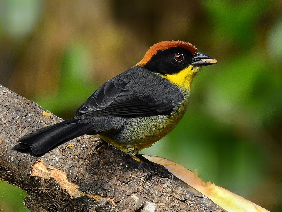 Yellow-breasted Brushfinch
