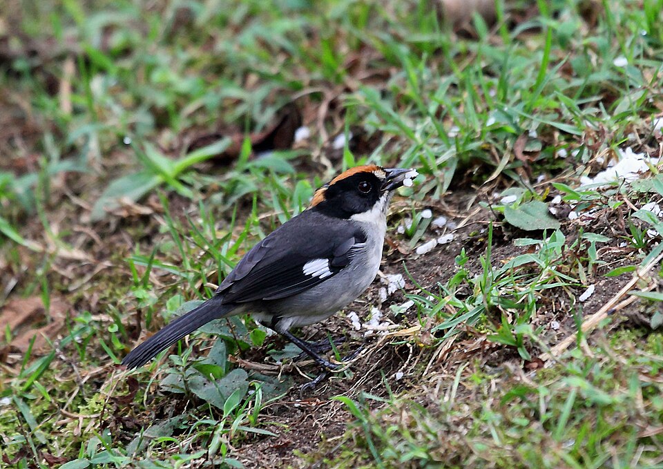 White-winged Brushfinch