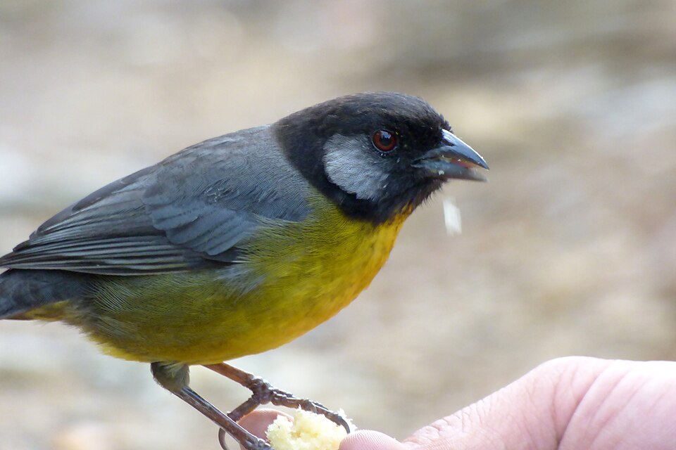 Santa Marta Brushfinch
