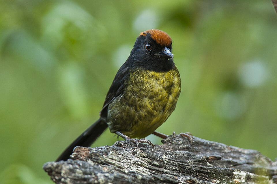 Grey-eared Brushfinch