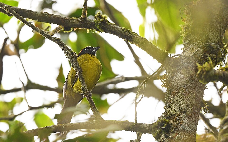 Merida Brushfinch