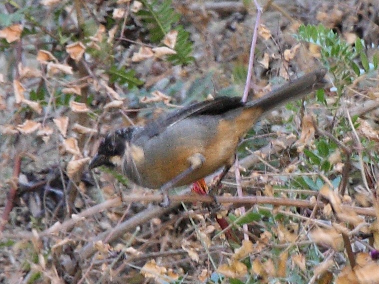 Rusty-bellied Brushfinch