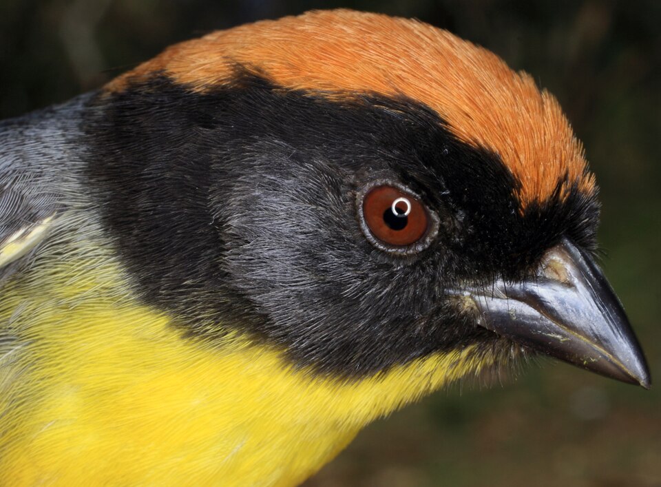 Black-fronted Brushfinch